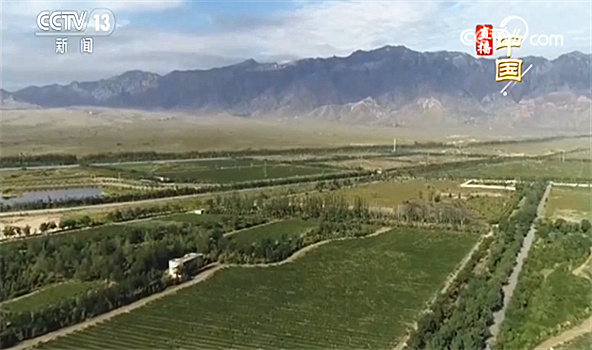 [央视网]宁夏银川：贺兰山东麓葡萄喜丰收 葡萄飘香酿琼浆 小小果