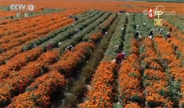 央视网：甘肃镇原：“花经济”致富乡村 满园花菊郁金黄 正是秋收