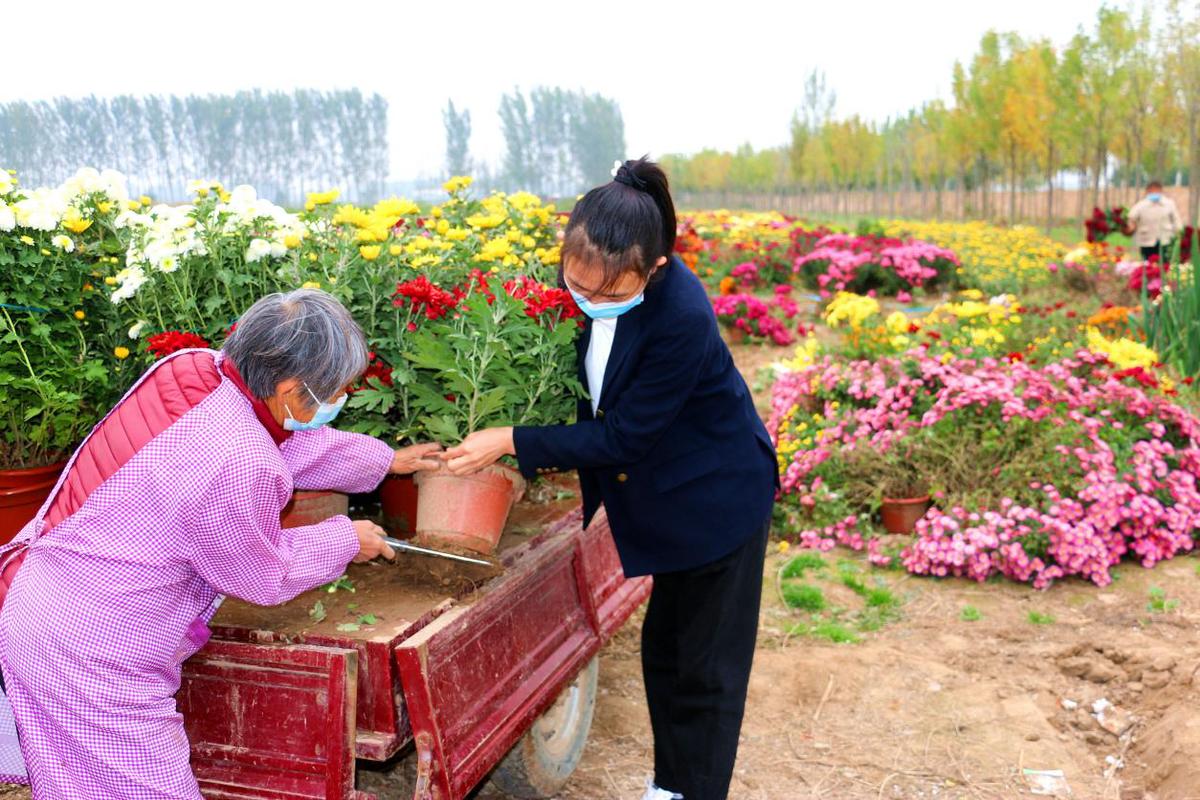 菊香醉游人 河南尉氏县水坡镇200亩盆景菊花进入收获期