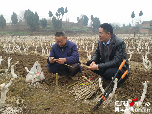 图片默认标题_fororder_7、村民正对桑树补接