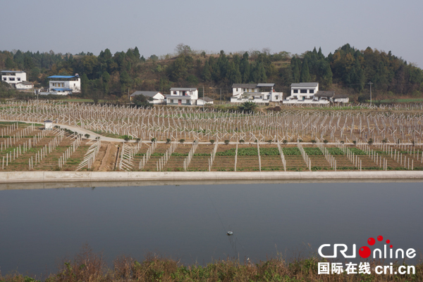 图片默认标题_fororder_5、已形成规模的葡萄园