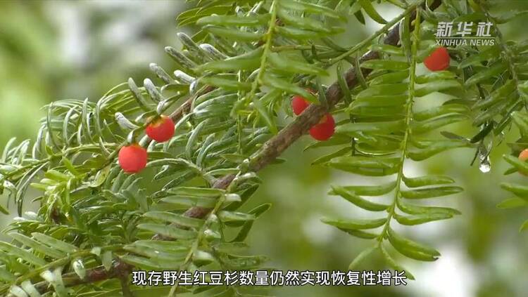 重庆黔江：野生红豆杉数量实现恢复性增长