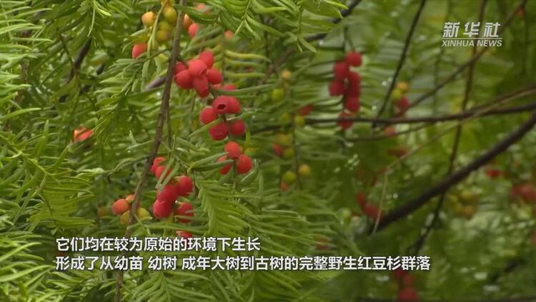 重庆黔江：野生红豆杉数量实现恢复性增长
