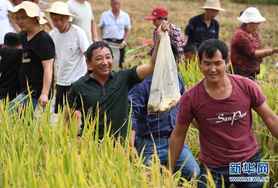 「新华网」云南寻甸：丰收时节田野欢歌