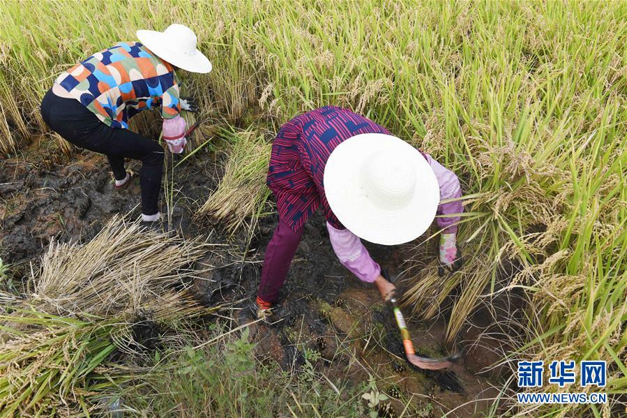 「新华网」云南寻甸：丰收时节田野欢歌