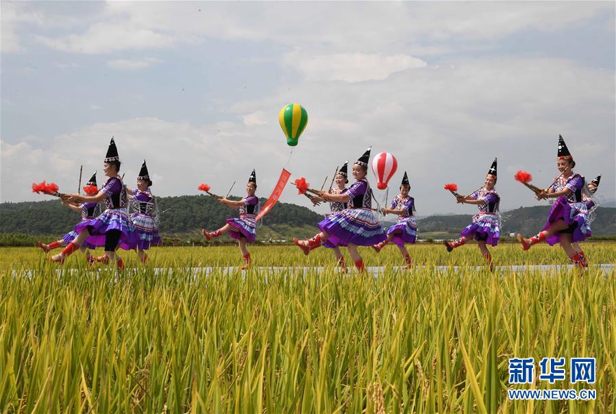 「新华网」云南寻甸：丰收时节田野欢歌