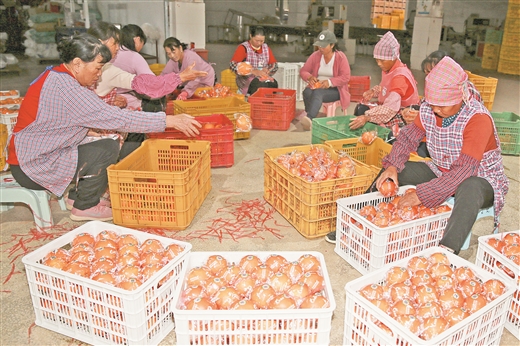 广西富川脐橙年产值超19亿元