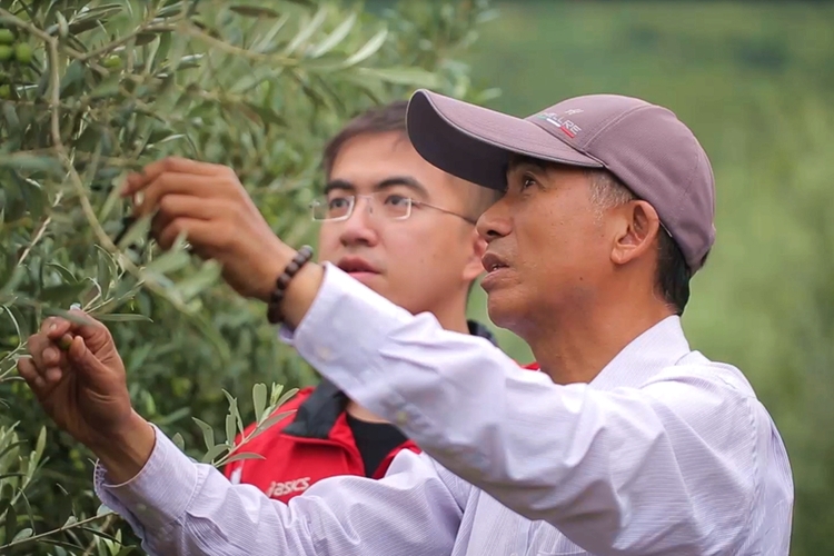 青春华章｜台湾青年：在祖国的山川种出更多“梦中的橄榄树”