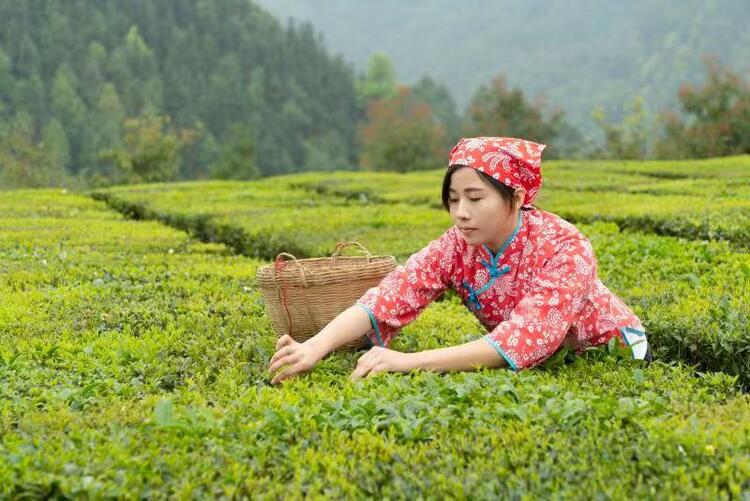 “中国茶”成功申遗 广西六堡茶、油茶醇润世界