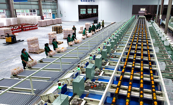 眉山仁寿:精准分选 冷链物流 智能化助推果业发展_fororder_在川果智慧冷链物流中心-工作人员在智慧分选线上忙碌-供图-仁寿县委宣传部(1)