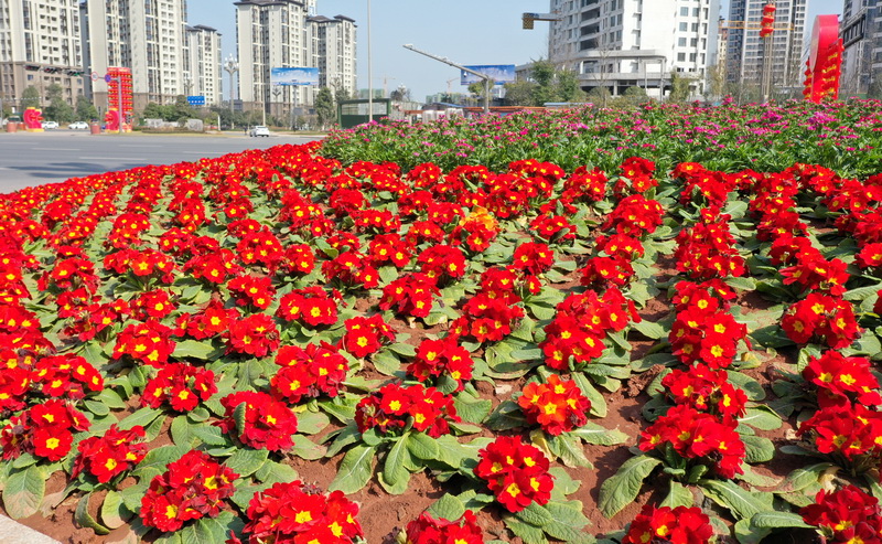 眉山仁寿:张灯结彩 喜迎佳节_fororder_4