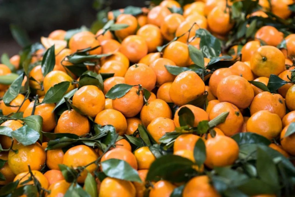 云南成为高端水果“新一极” 云南成为高端水果“新一极”