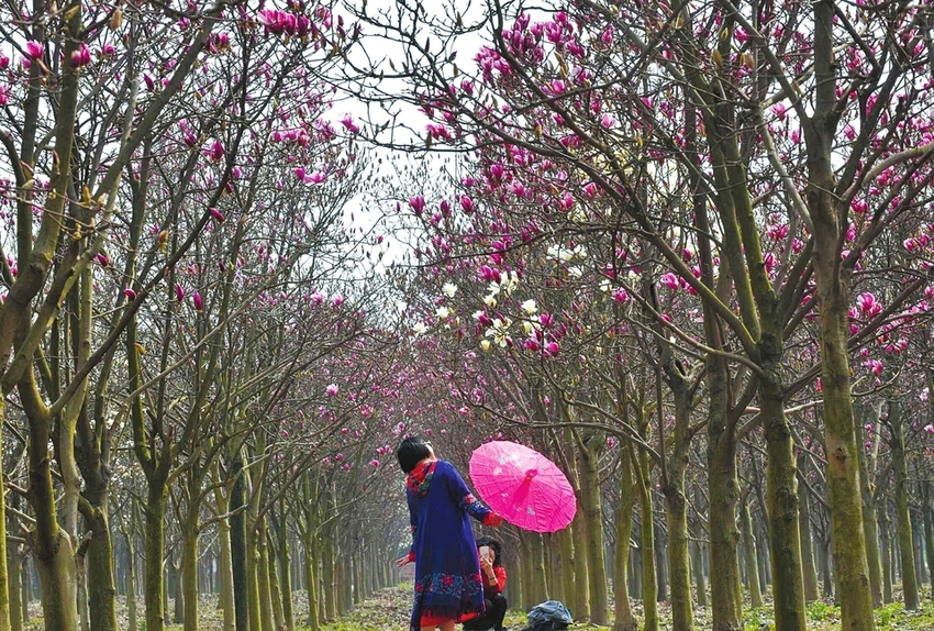 （焦点图）花儿争相“剧透”成都2月24日入春