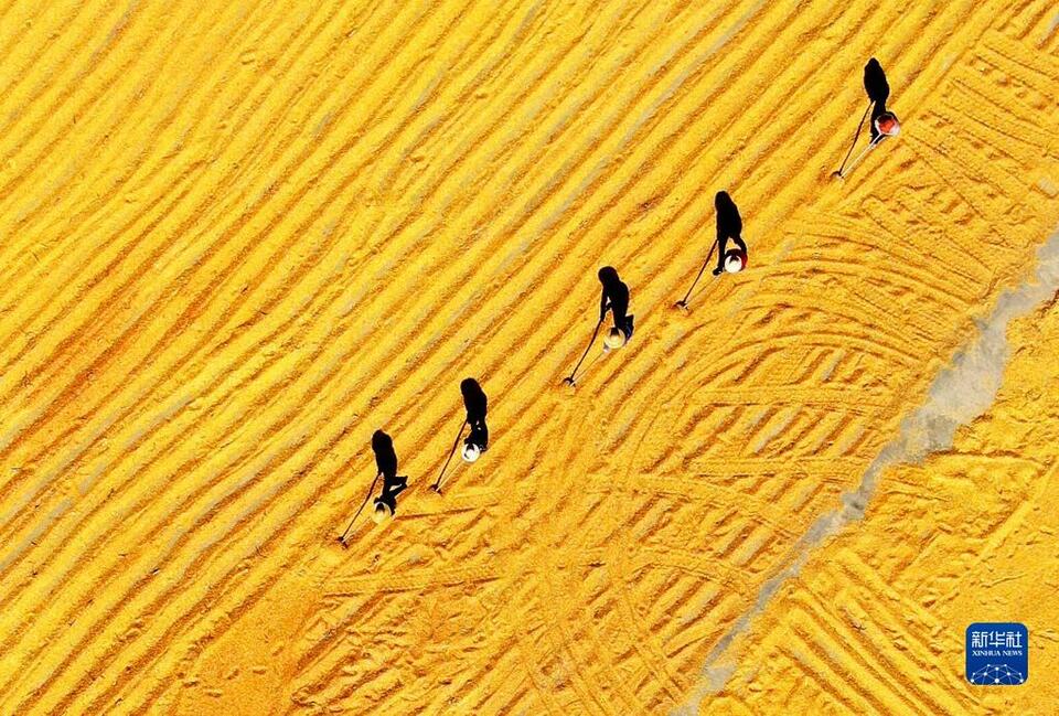 2022年全国粮食总产量达13731亿斤 实现增产丰收插图 2022年全国粮食总产量达13731亿斤 实现增产丰收-