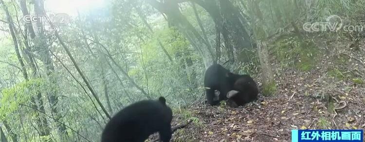 四只黑熊罕见同框 “熊宝宝”玩坏红外相机