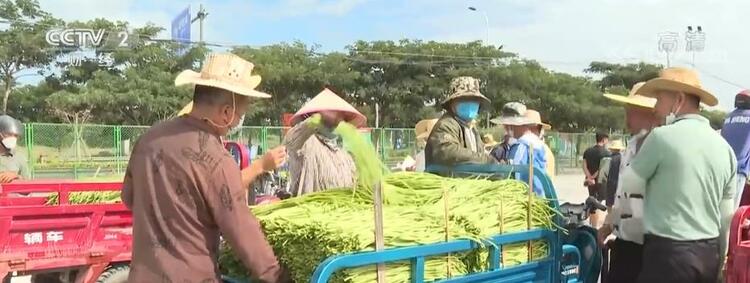 南菜北运正当时 农户收获颇丰