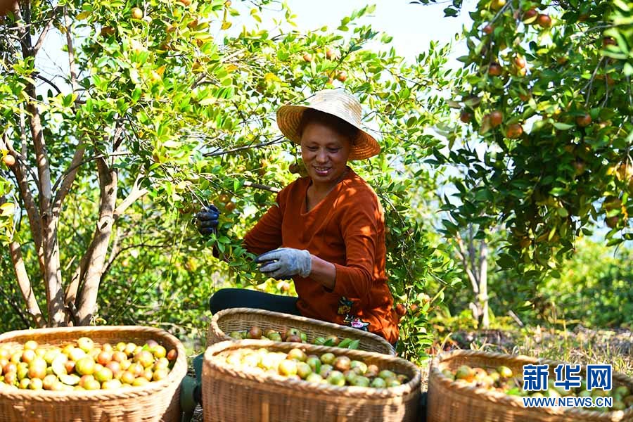 湖北通城:富农“金果果” 产业新篇章 湖北通城:富农“金果果” 产业新篇章