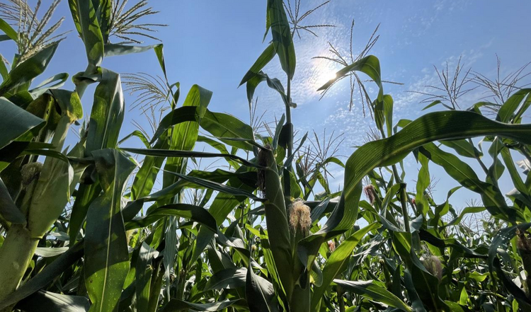 (原创)雄安新区:建设国家级一流园区基地 打造中国式农业现代化雄安场景_fororder_图片8