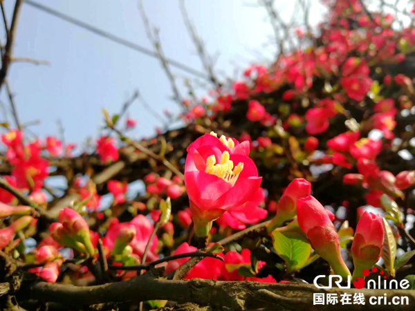 宜宾珙县:相约青龙山 龙茶花海美丽邂逅