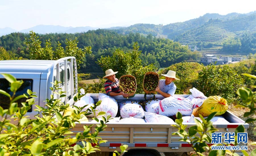 湖北通城:富农“金果果” 产业新篇章 湖北通城:富农“金果果” 产业新篇章