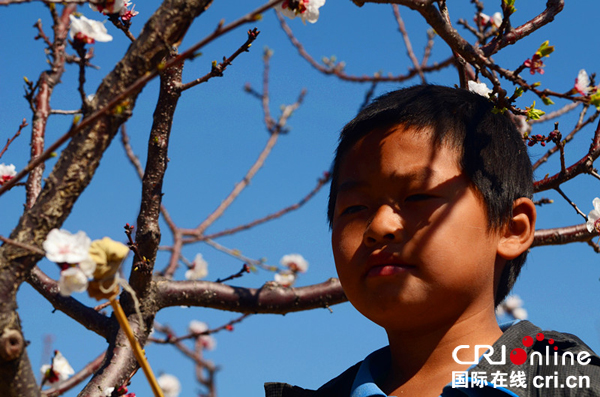 图片默认标题_fororder_正在帮助杏花人工授粉的唐鹏