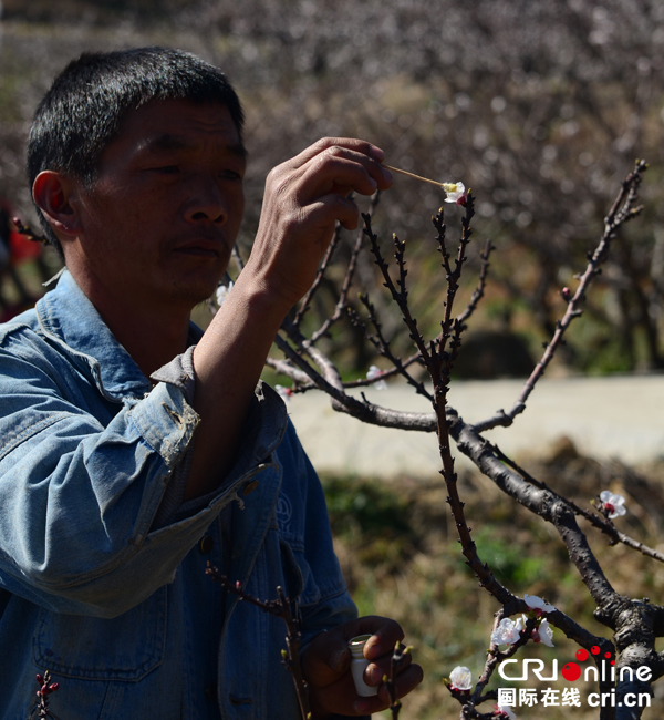 图片默认标题_fororder_正在帮助杏树人工授粉的村民（谭成儒摄影）