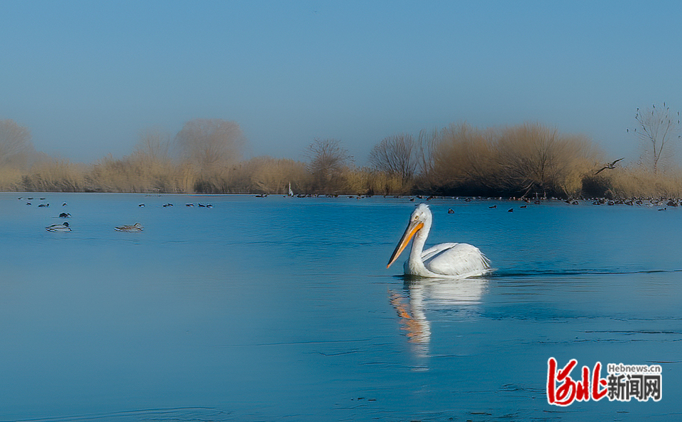 国家一级保护鸟类白头鹤首次在河北衡水湖“越冬”_fororder_3