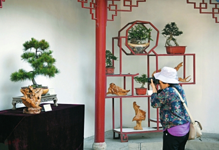 太原市第十一届盆景艺术节9月16日开幕