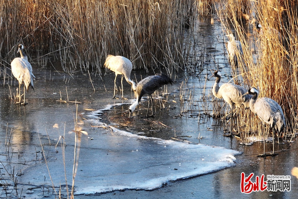 国家一级保护鸟类白头鹤首次在河北衡水湖“越冬”_fororder_2