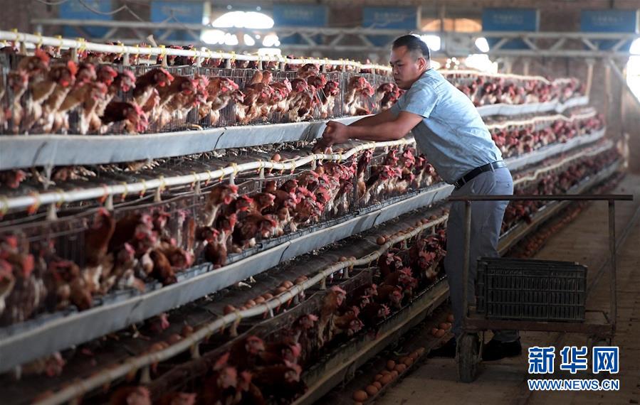 「新华网」风沙窝变成“金银铺”——河南兰考县张庄村脱贫调查