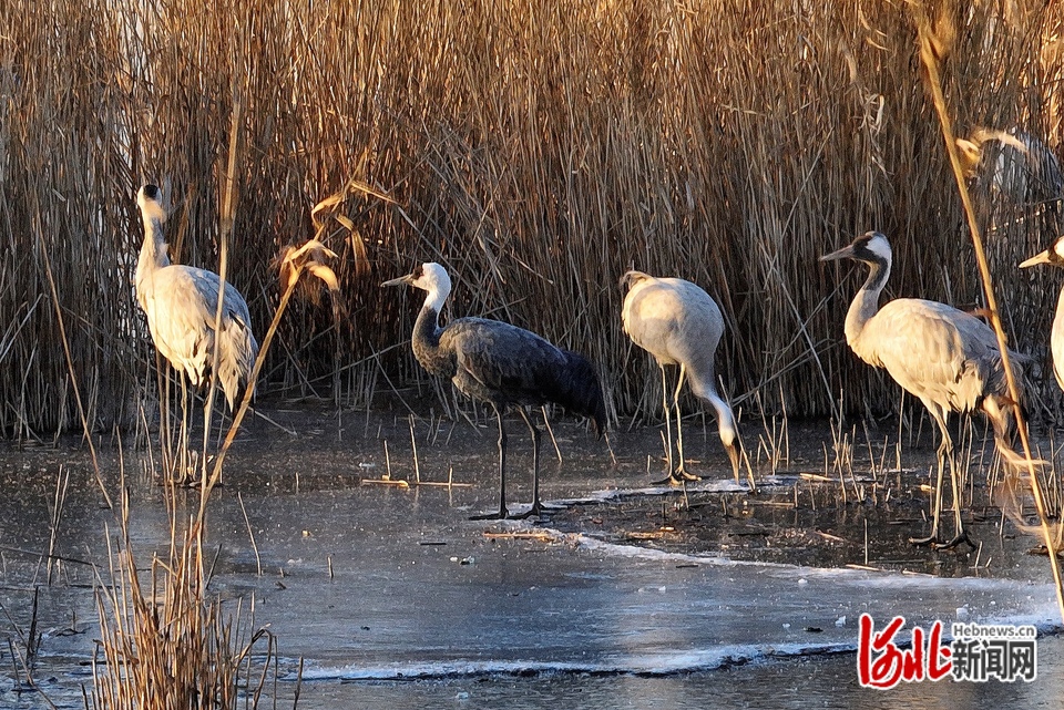 国家一级保护鸟类白头鹤首次在河北衡水湖“越冬”_fororder_1