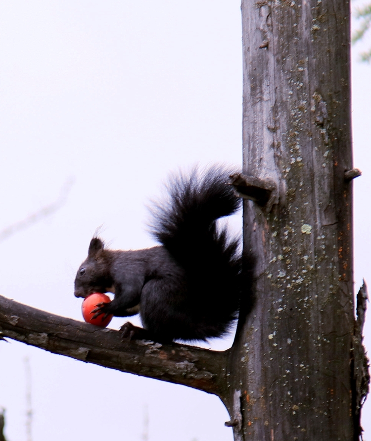 内蒙古阿尔山:精灵入“仙境”_fororder_3