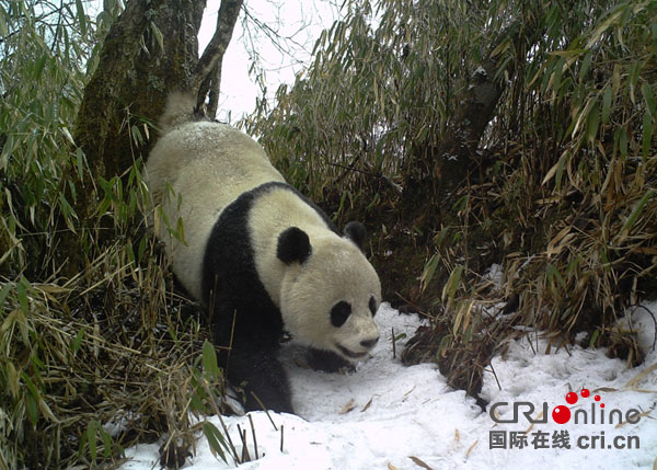 图片默认标题_fororder_2