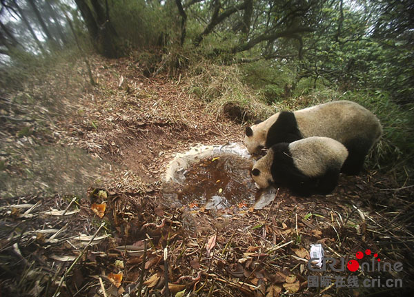 图片默认标题_fororder_3