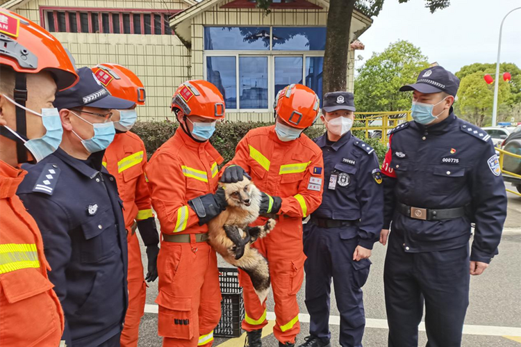 南平武夷山:警察消防合力护送迷路赤狐_fororder_图片1