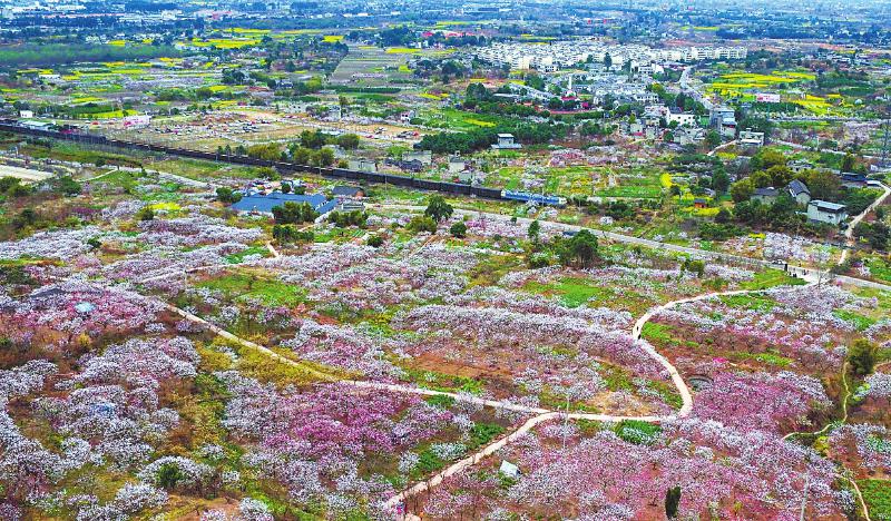 （焦点图，导航成都，移动端焦点图）青白江杏花烂漫 吸引游客前来赏花