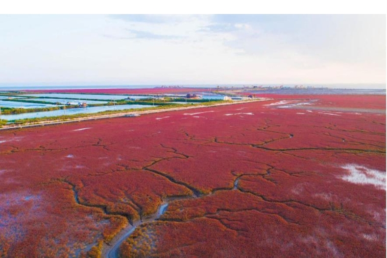 Home to the Red Beach, green reed, rice fragrance, and tasty crab -- Experience romance in colorful Panjin