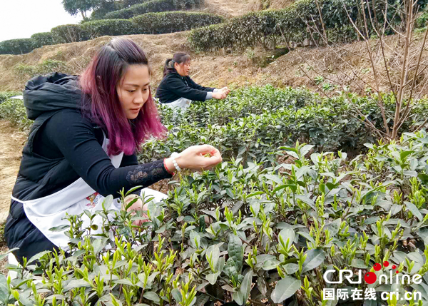 图片默认标题_fororder_茶叶采摘现场