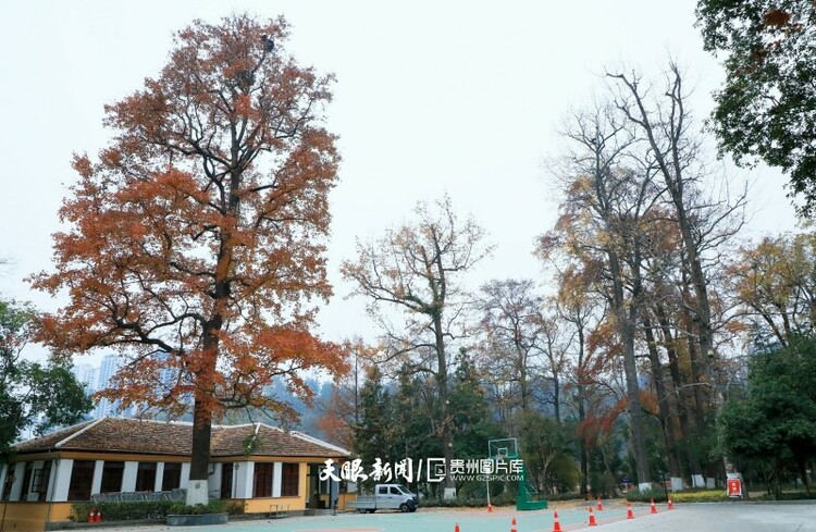 (中首)贵州碧江:水晶阁上 “枫”景美