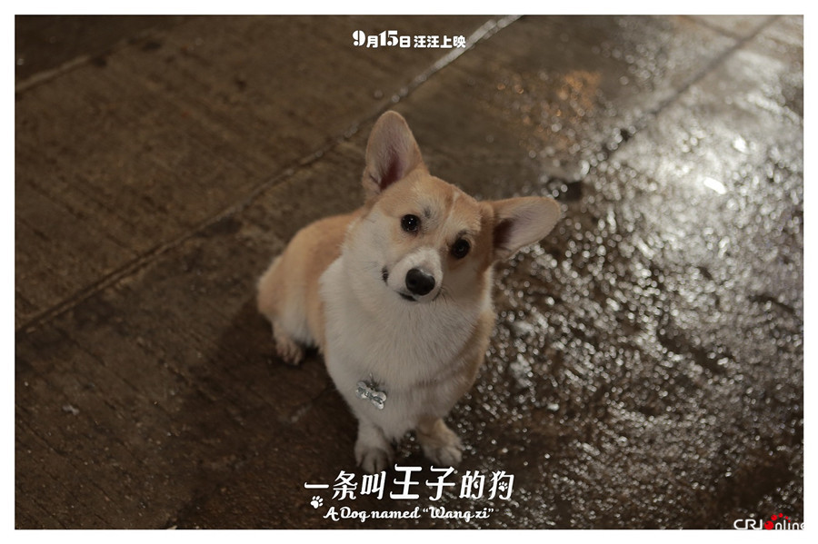 《一条叫王子的狗》曝光海报 柯基王子曲折身