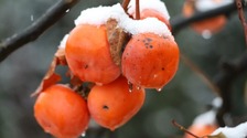 廣西多地迎來2022年入冬以來的首場降雪_fororder_rBABDGOuPT2AbqwzAAAAAAAAAAA997.6240x4160.750x500