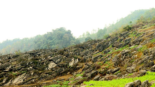 宜宾筠连县:加快推进农业现代化 全面助力乡村振兴_fororder_春风村李树下套种蔬菜--筠连县融媒体中心张华提供