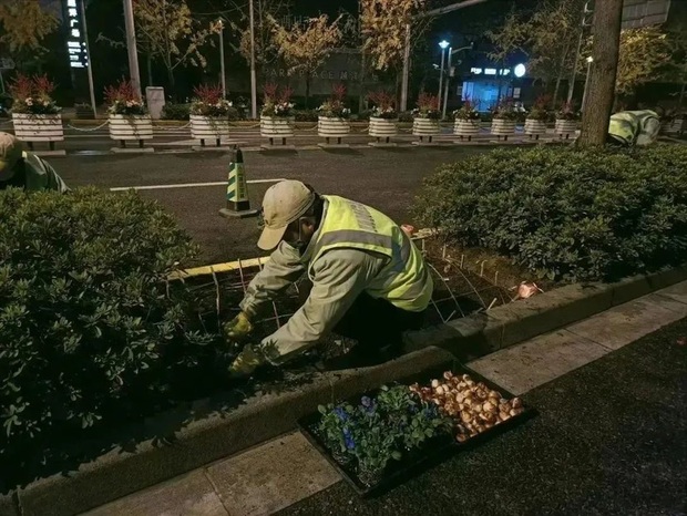 【文化旅游】【图片墙】上海静安街头绿地10万余株郁金香种球种植完毕