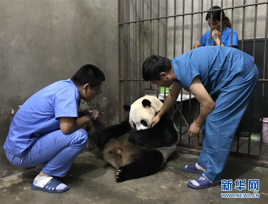 #新华网#陕西迎来今年第三只大熊猫幼仔(组图)