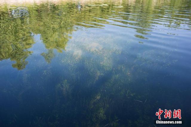整体水面清澈见底,绿树,假山都可以清晰地倒影在湖水之中.