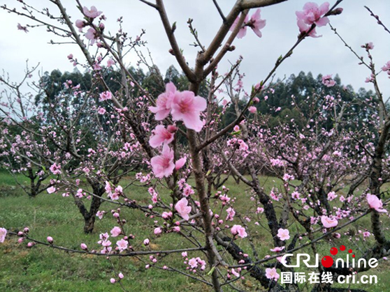 图片默认标题_fororder_未标题-6