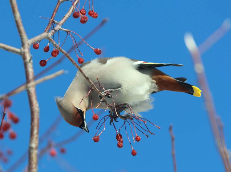 内蒙古阿尔山:精灵入“仙境”_fororder_2