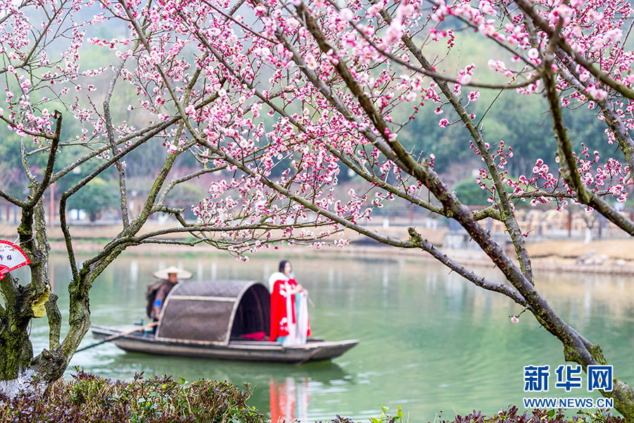 【城市远洋】重庆南川:梅花绽放春意浓