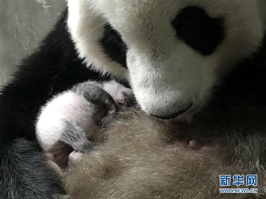 陕西迎来今年第三只大熊猫幼仔