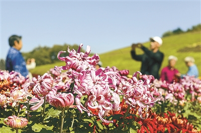 沈阳市植物园（沈阳世博园）举办第十九届菊花文化节